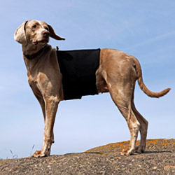Hondenrugbeschermer
